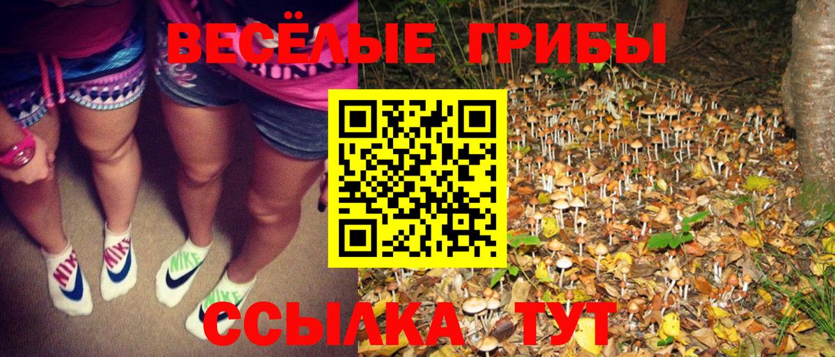 Галлюциногенные грибы Psilocybine cubensis  Вход с VPN  купить   Славгород  Псилоцибиновые грибы мицелий 